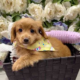 Cockapoo