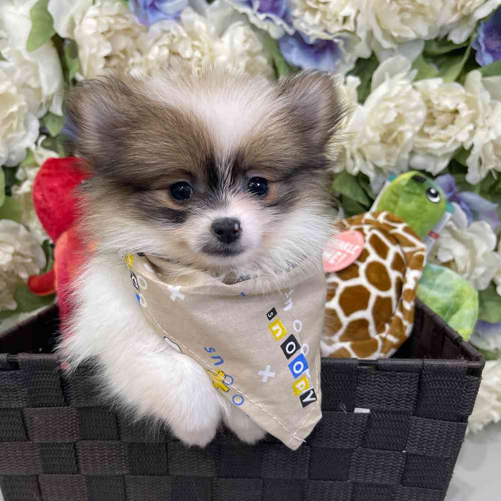 carousel pet images