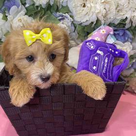 Cavapoo 2nd Generation