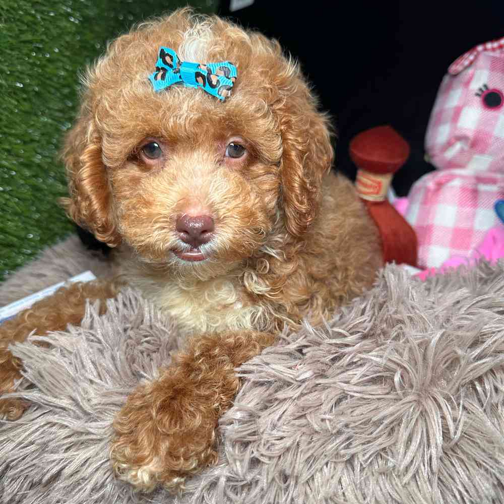 carousel pet images
