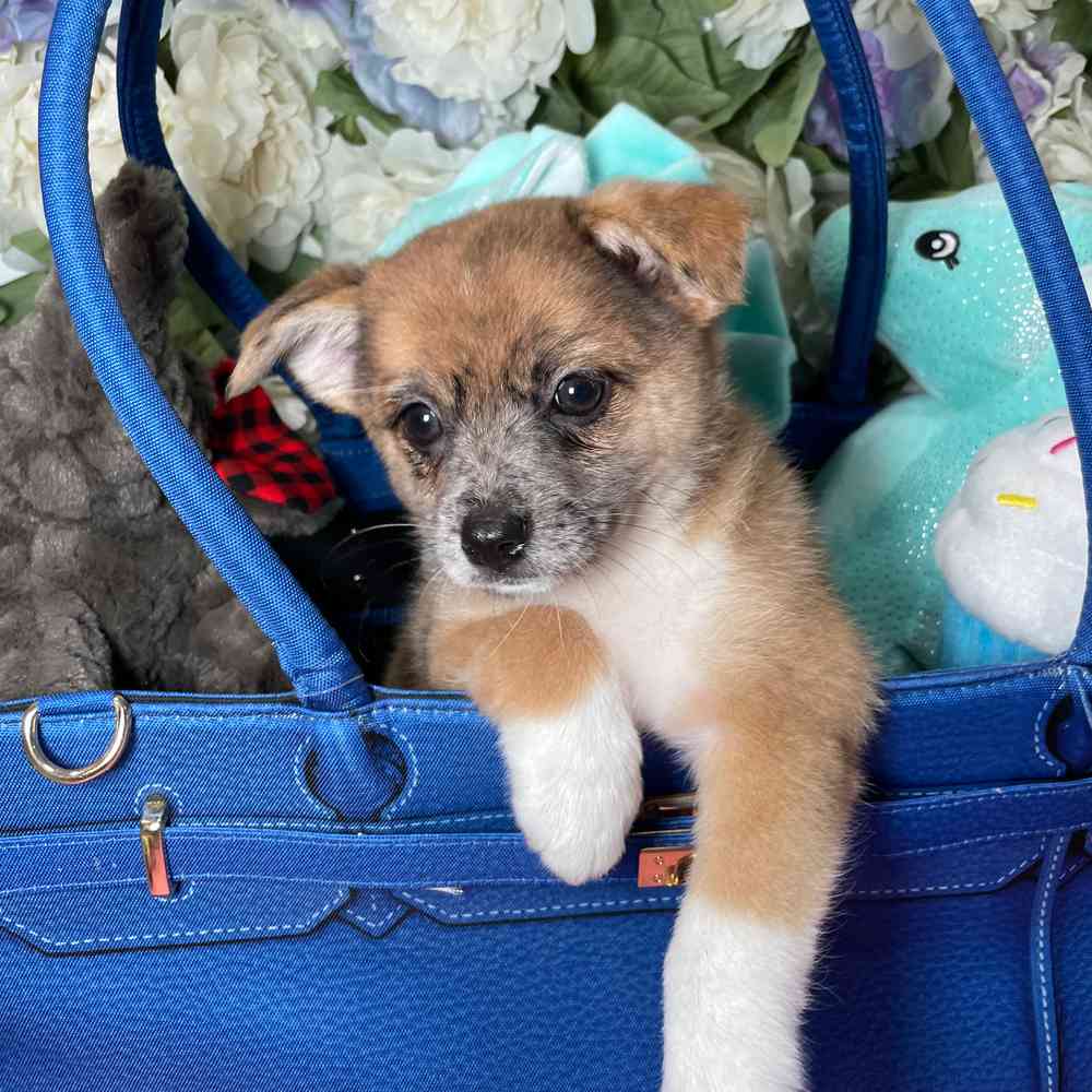 carousel pet images