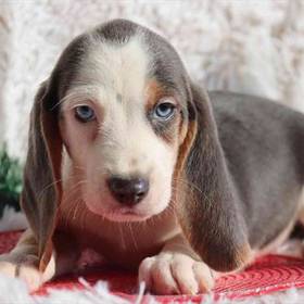 Beagle