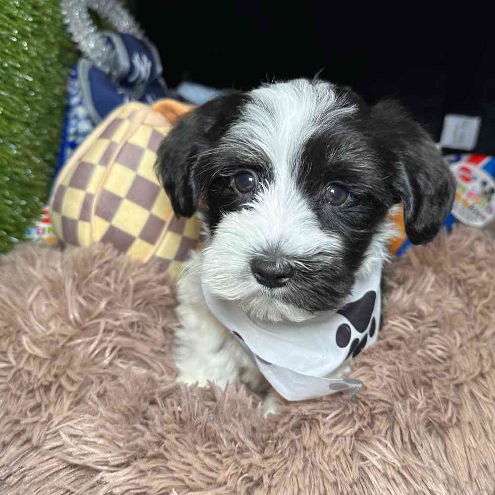 pet breed image