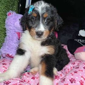 Mini Bernedoodle