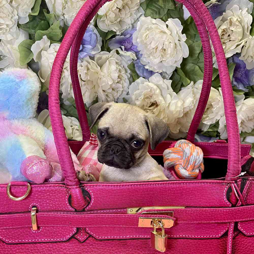 carousel pet images