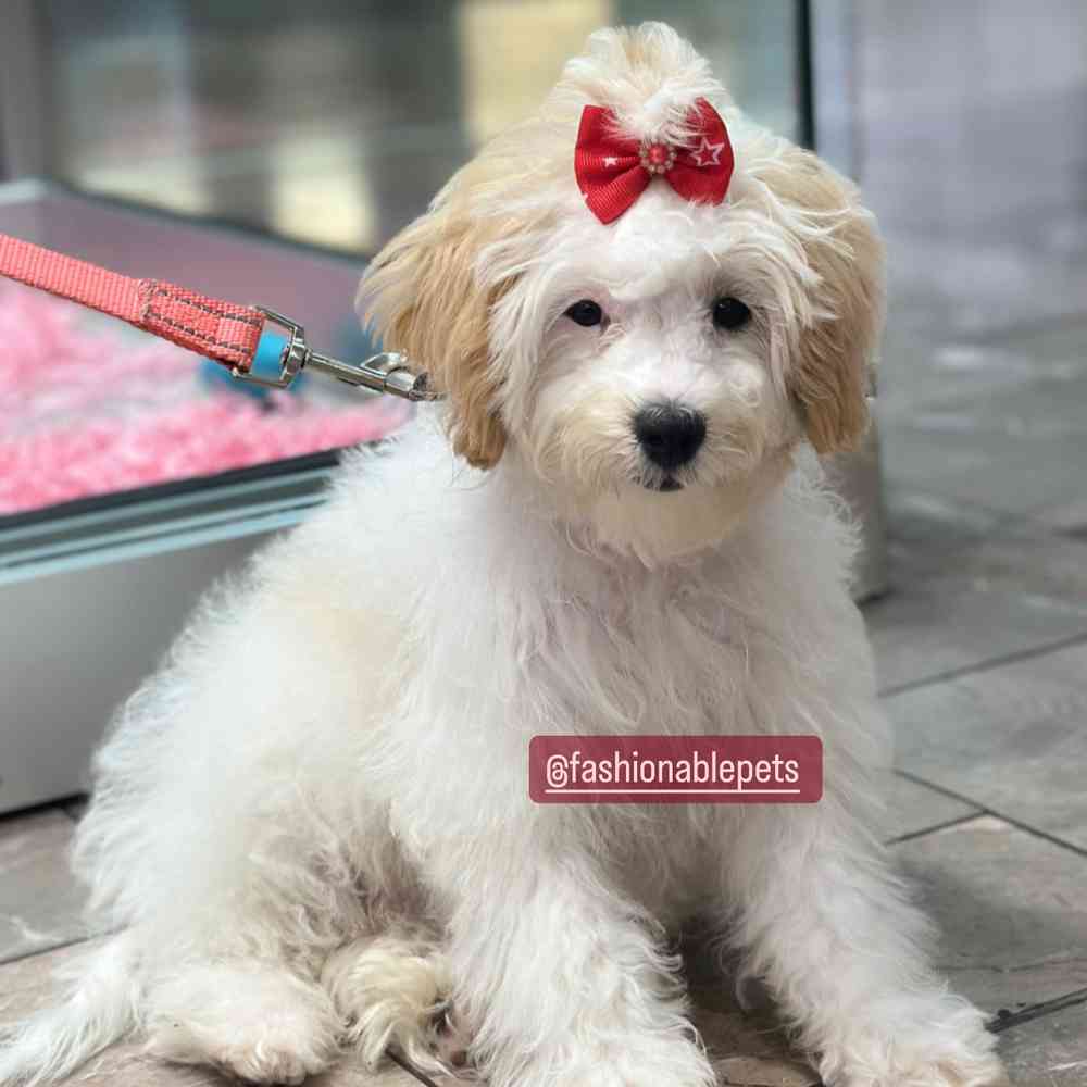carousel pet images