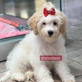 Cavapoo 2nd Generation