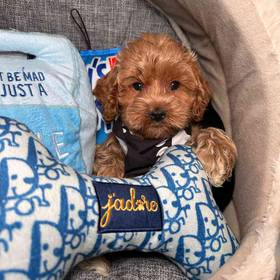 Cockapoo