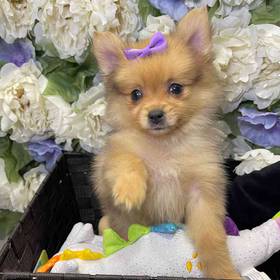 Pomeranian
