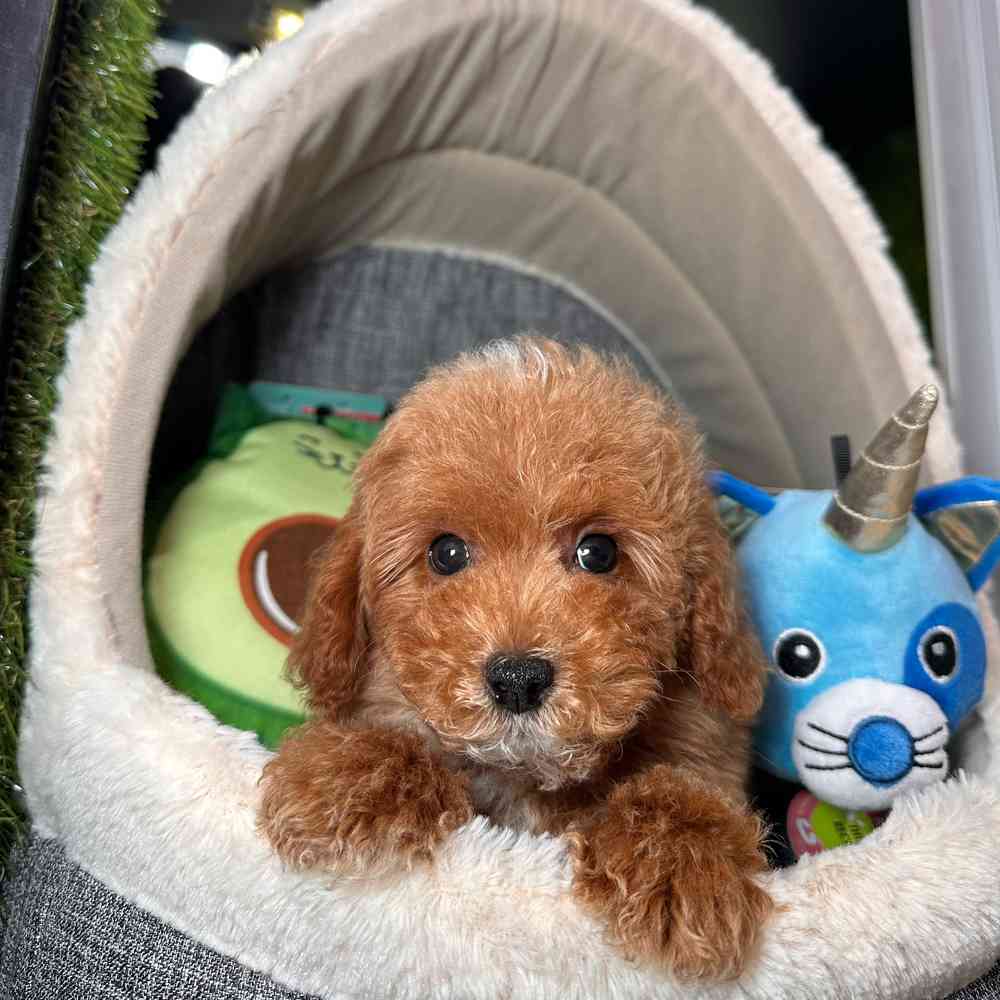 carousel pet images