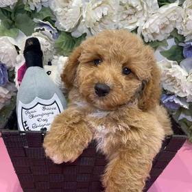 Mini Poodle