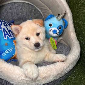 Shiba Inu