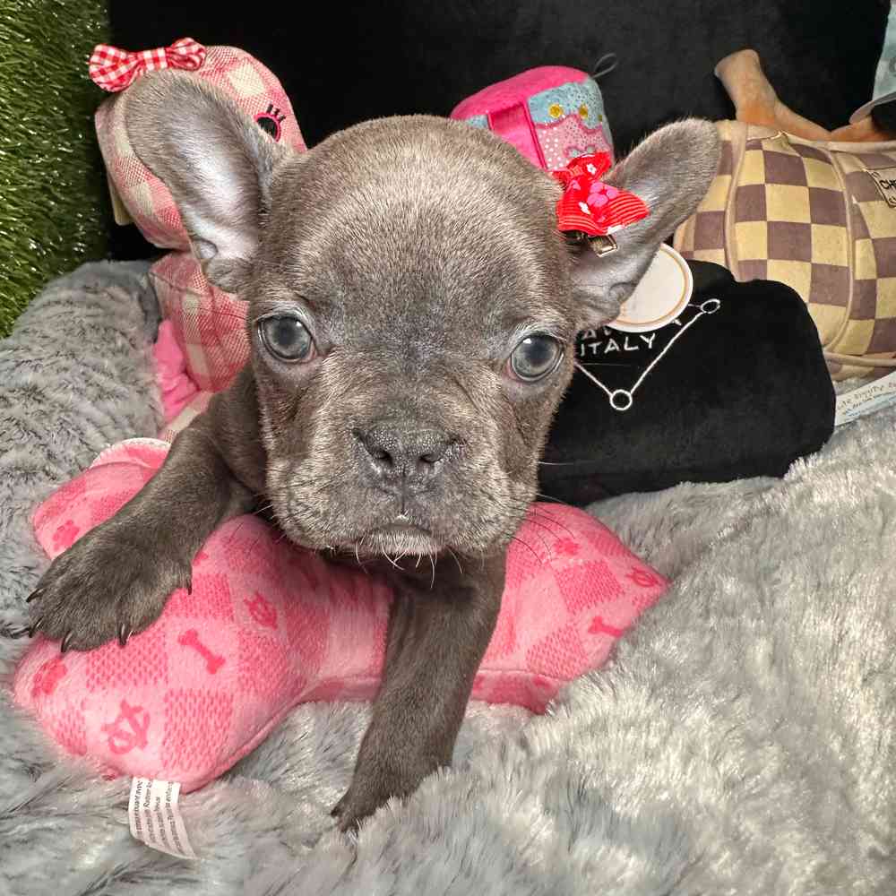 carousel pet images