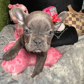 French Bulldog