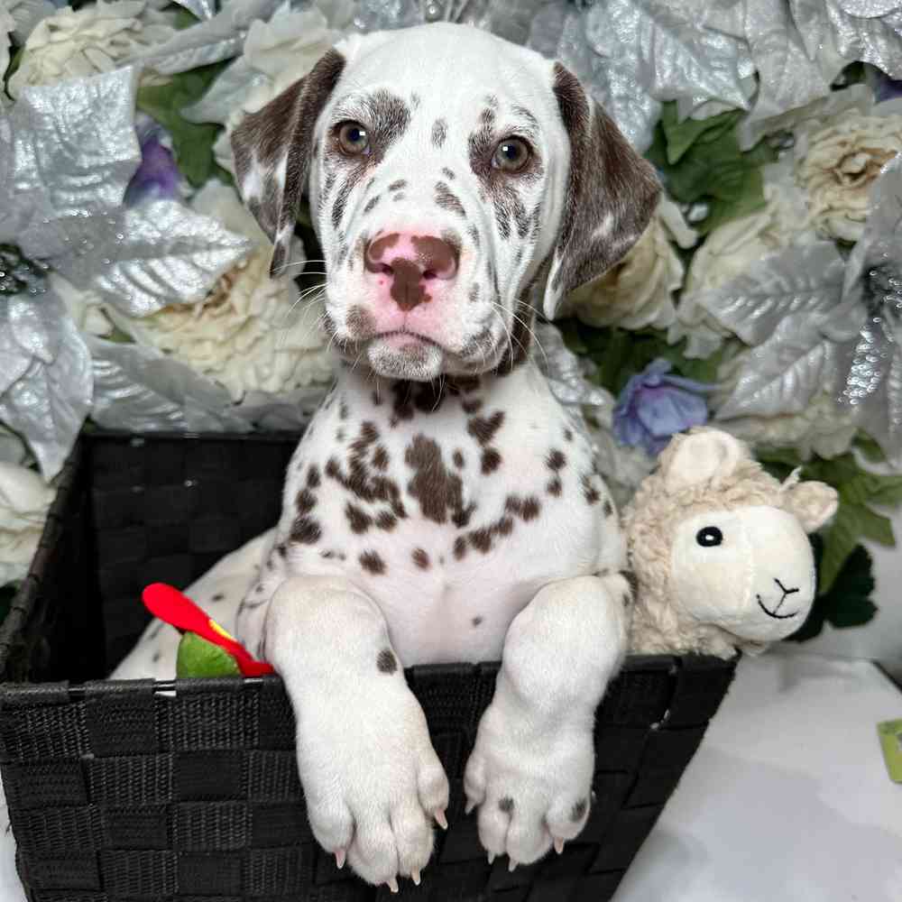 carousel pet images
