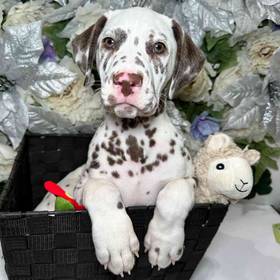 Dalmatian