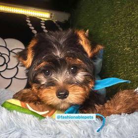 Yorkshire Terrier