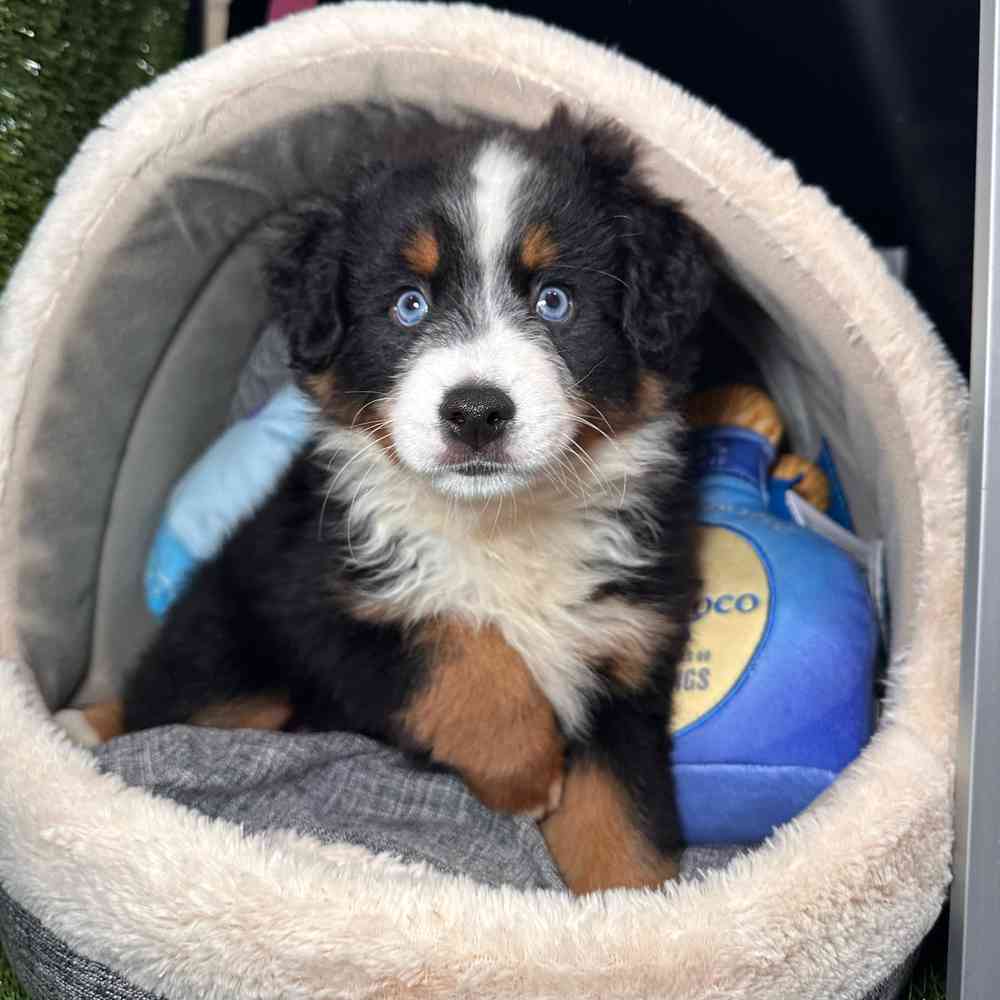 carousel pet images