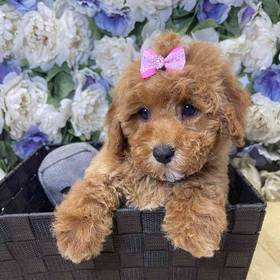 Mini Poodle