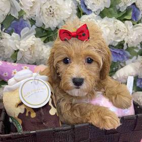 Cavapoo 2nd Generation