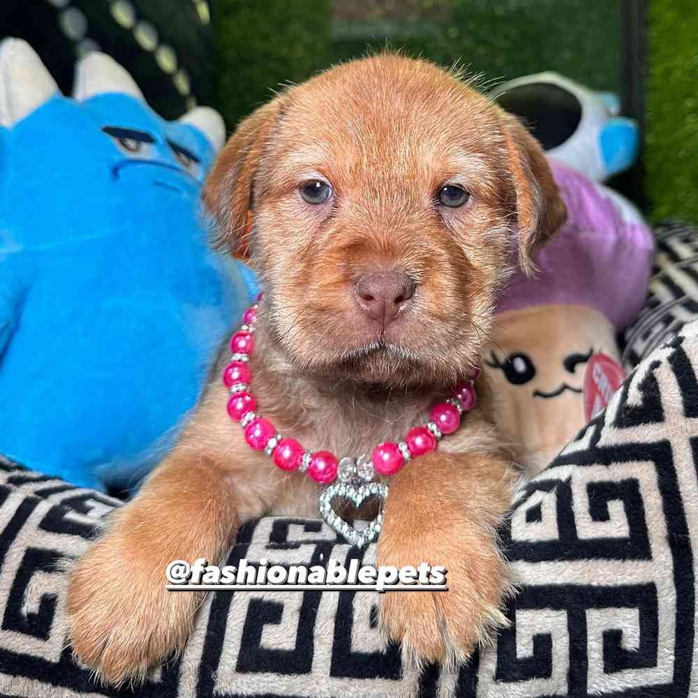 carousel pet images