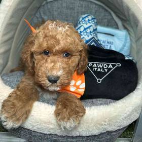 Poodle