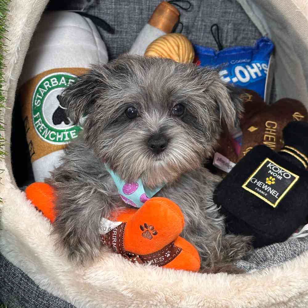carousel pet images