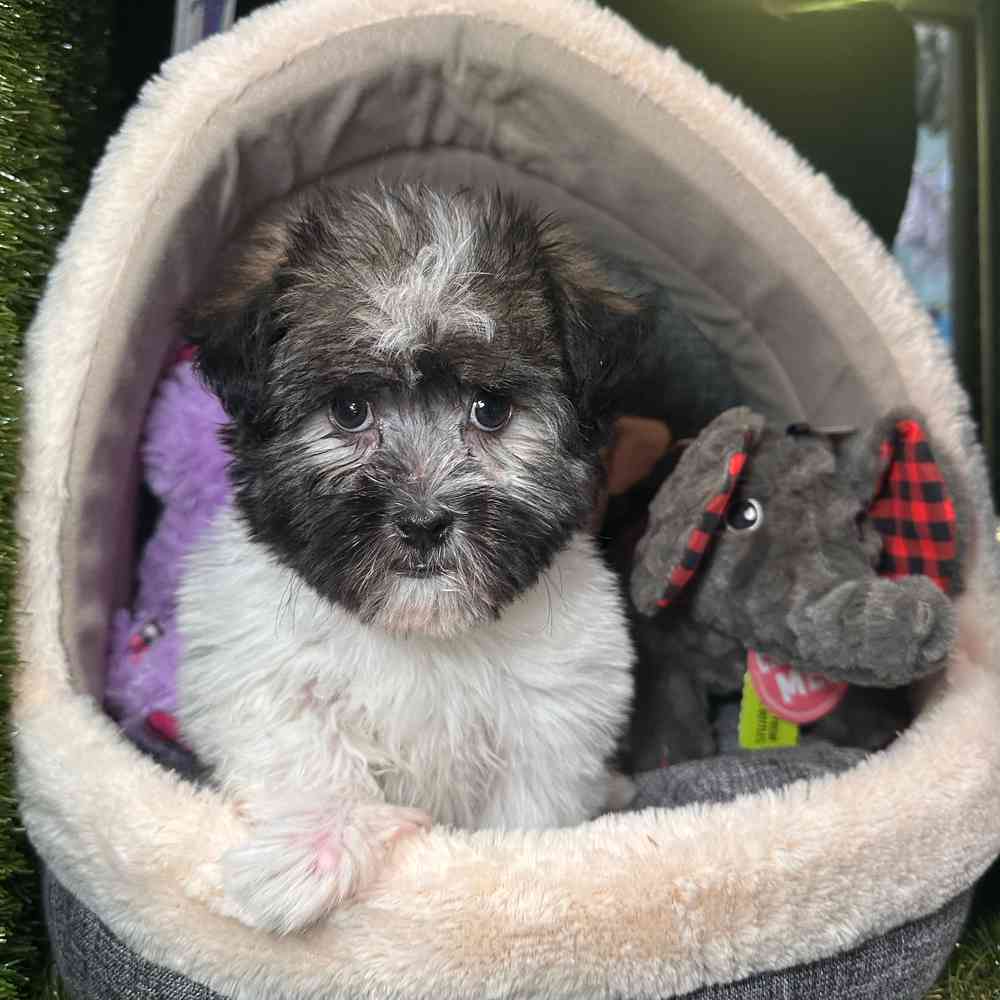carousel pet images