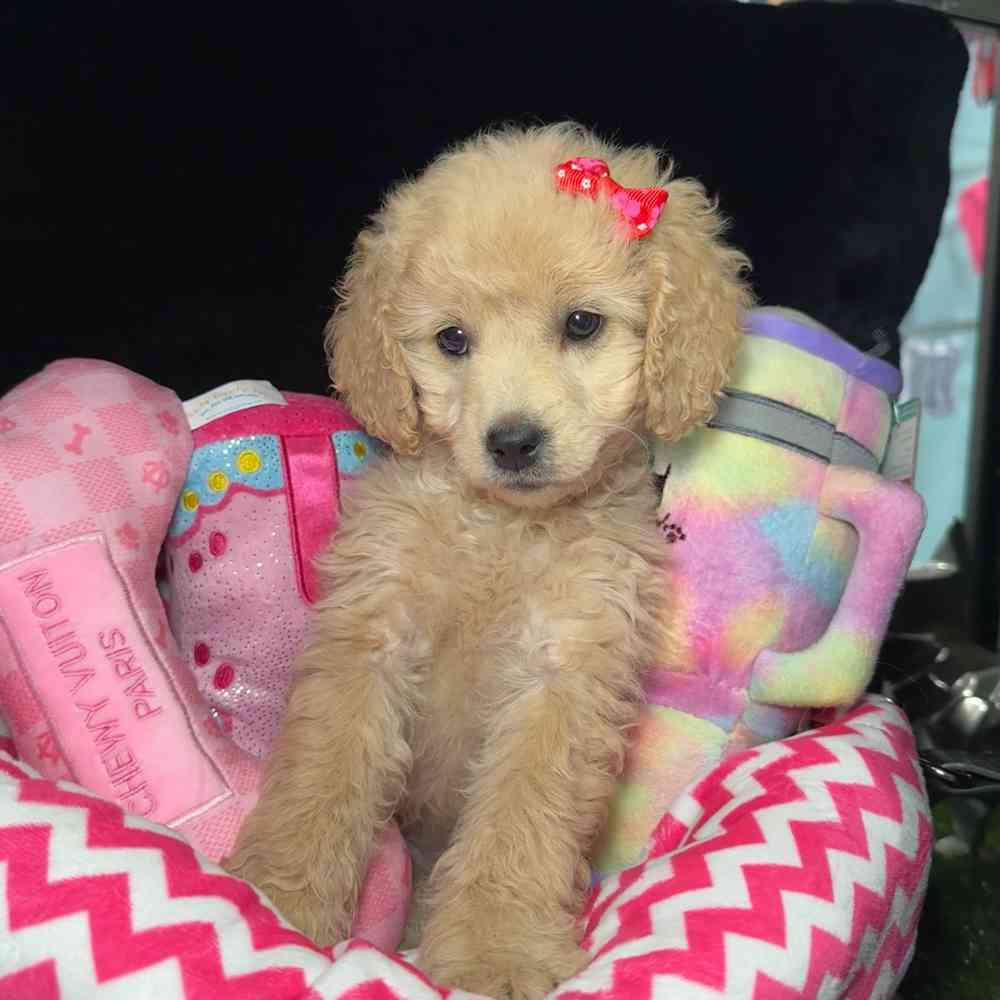 carousel pet images