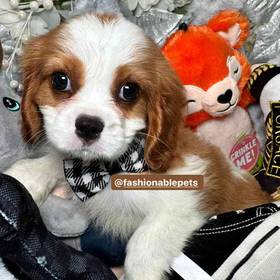 Cavalier King Charles Spaniel