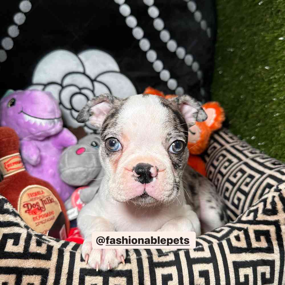 carousel pet images