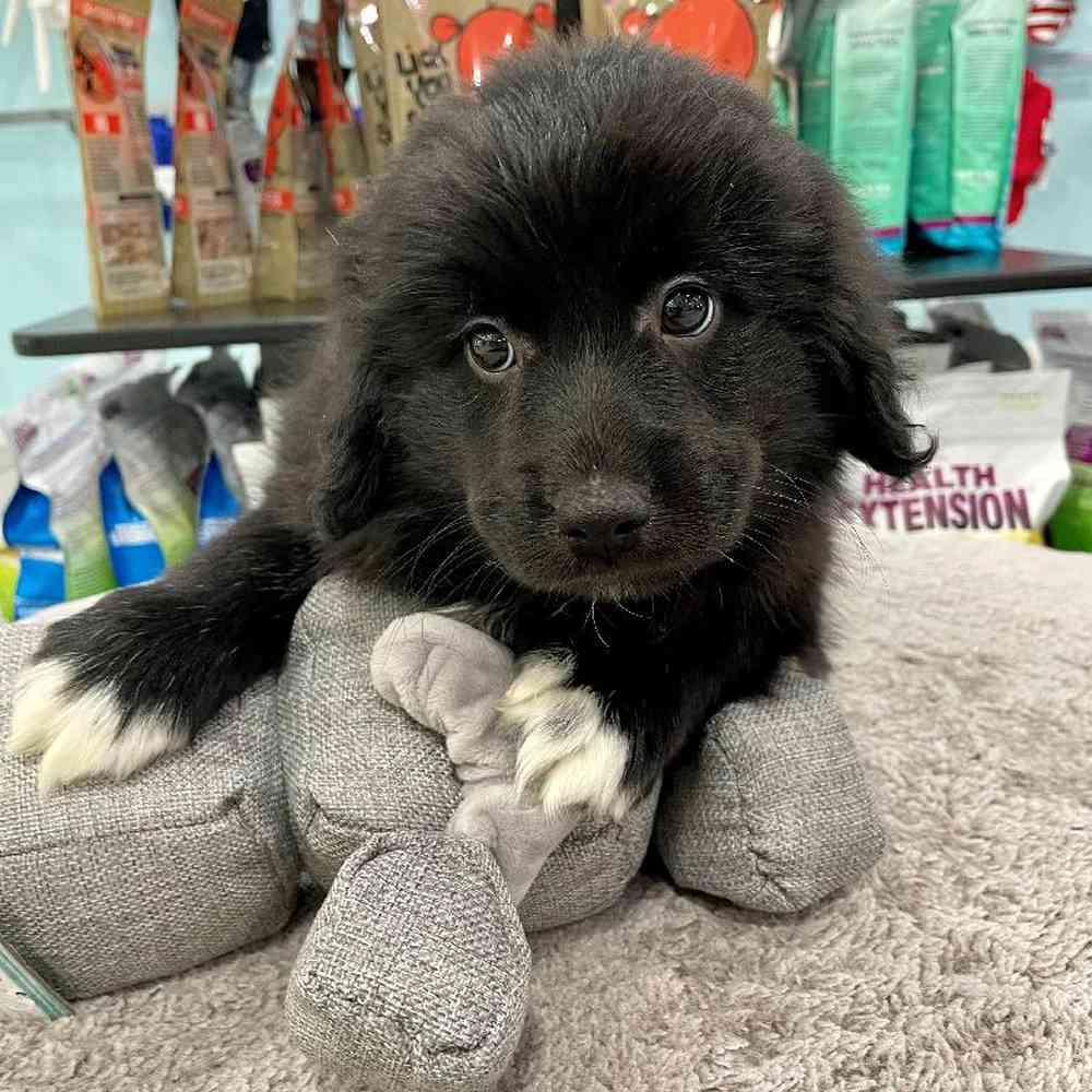 carousel pet images