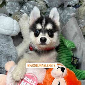 Pomsky