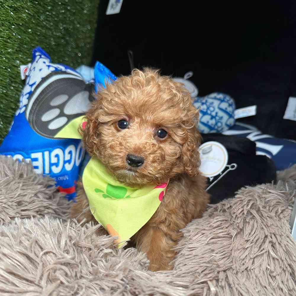 pet breed image