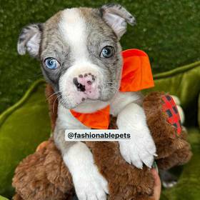 Boston Terrier