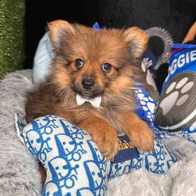 Pomeranian