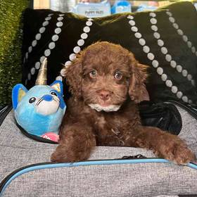 Cockapoo