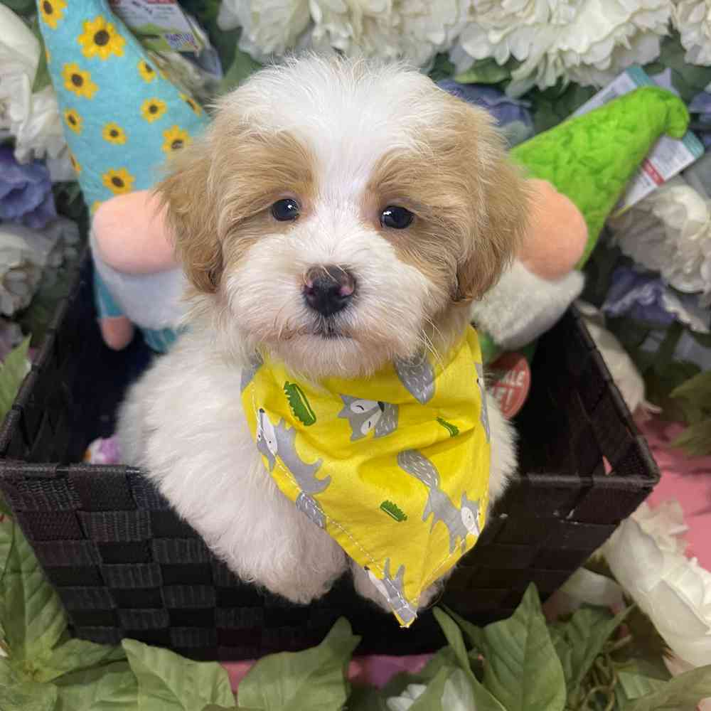 carousel pet images