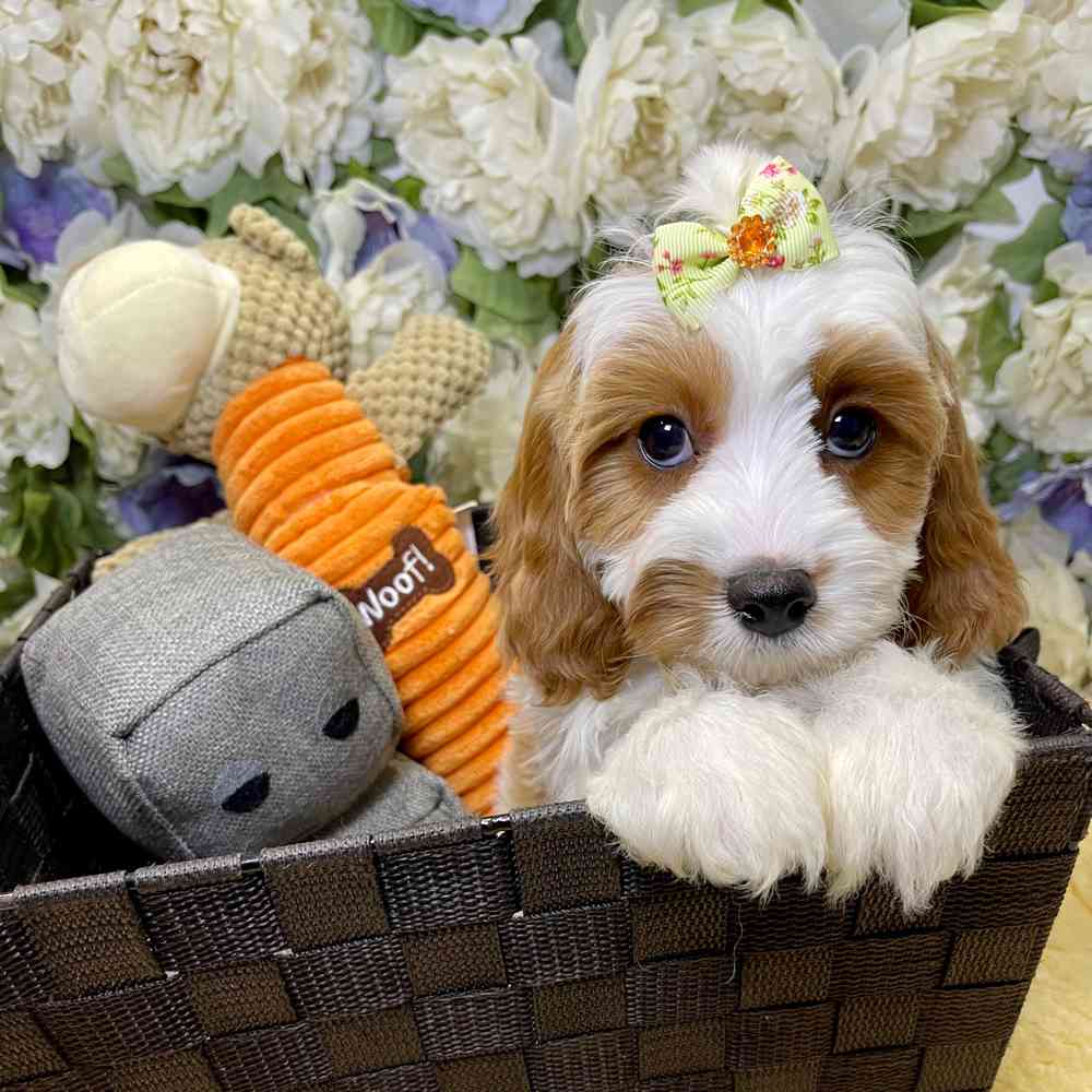 carousel pet images