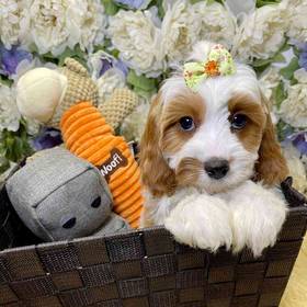 Cavapoo