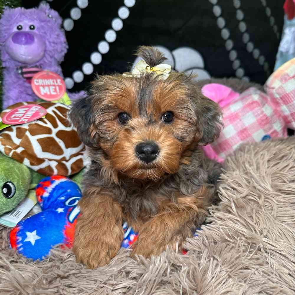 pet breed image