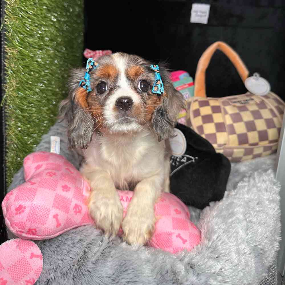 carousel pet images