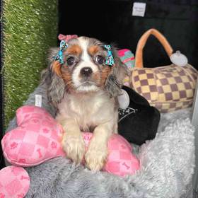 Cavalier King Charles Spaniel