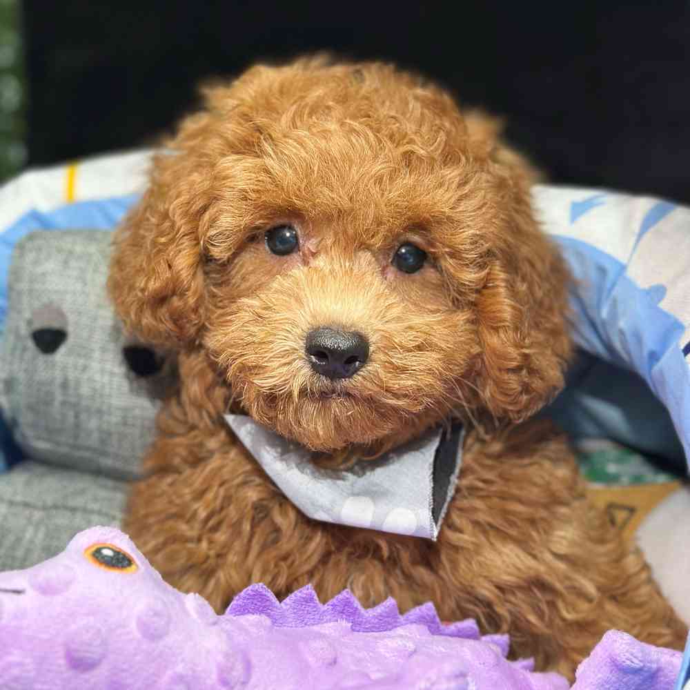 Image of a pet breed in the gallery