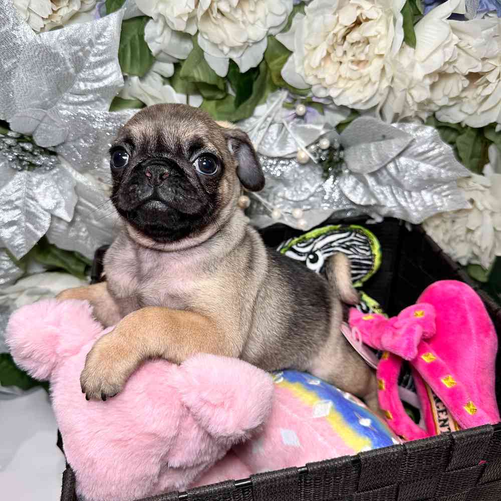 carousel pet images