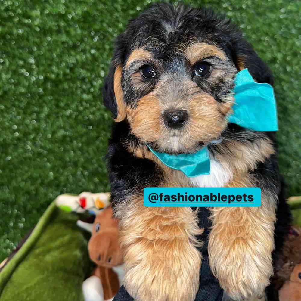 Morkie