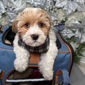 Cavapoo 2nd Generation