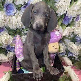 Weimaraner