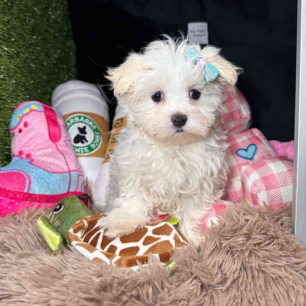 carousel pet images