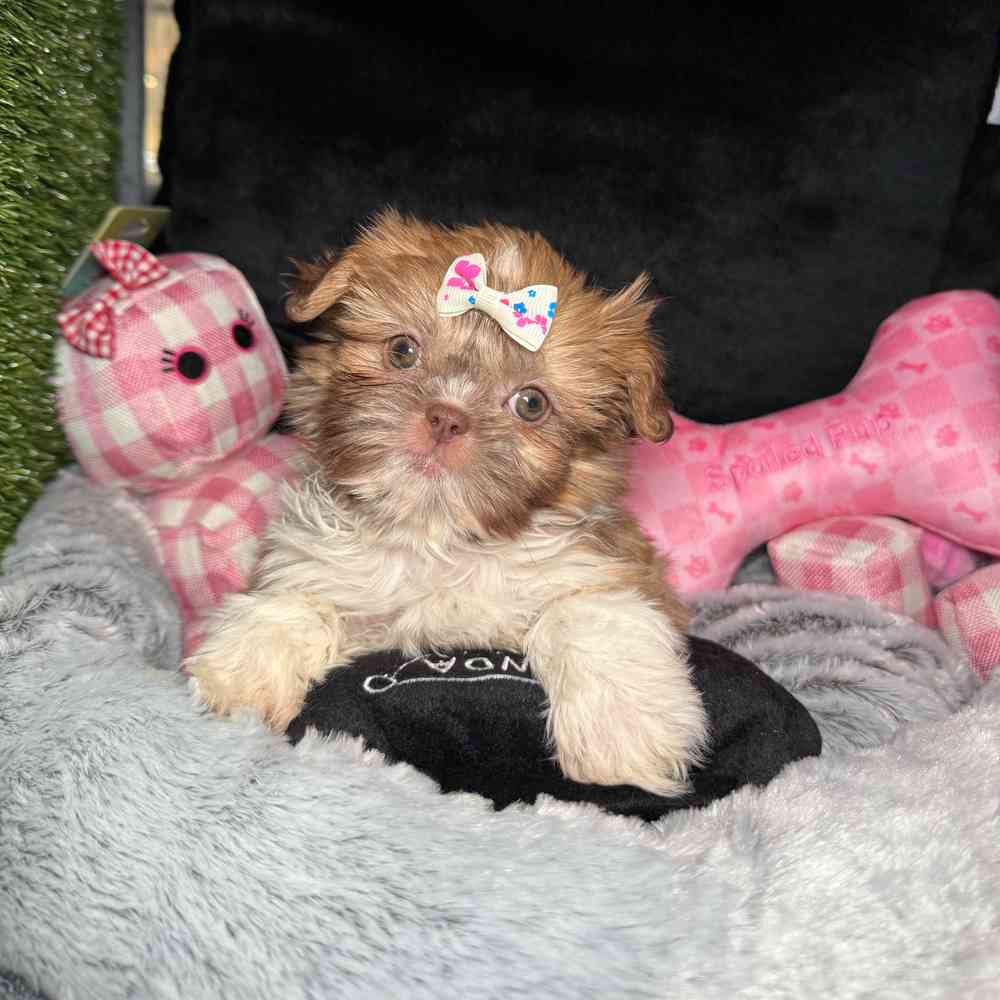 Image of a pet breed in the gallery